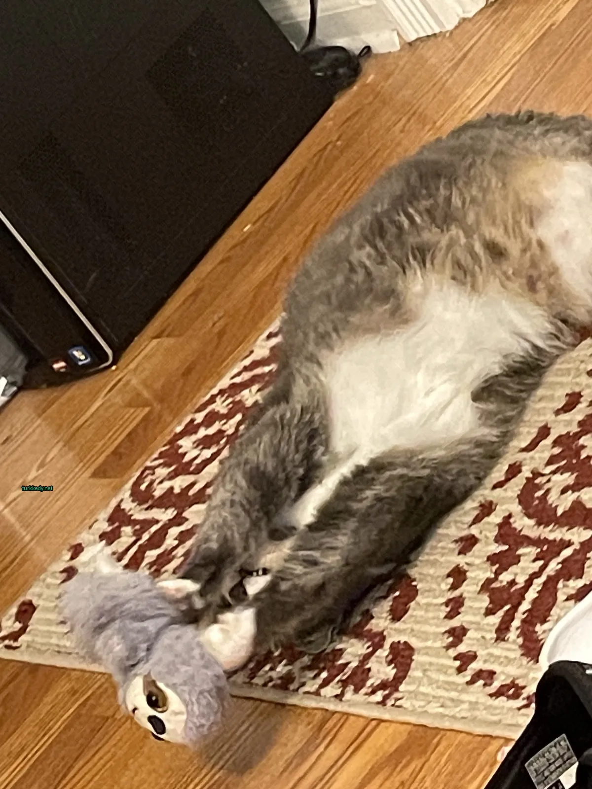 Gri ve beyaz bir kedi bir halı üzerinde bir oyuncakla oynuyor.