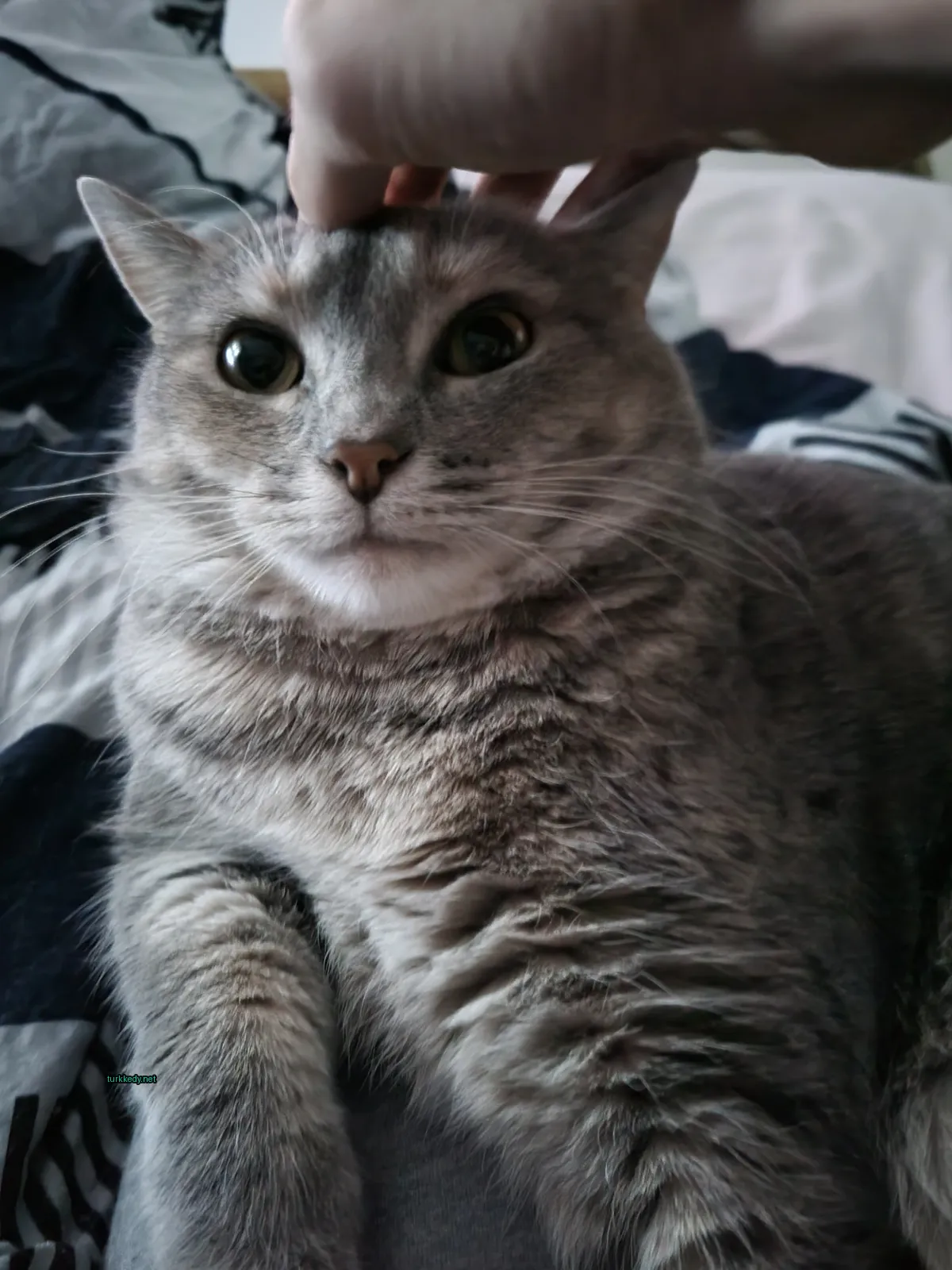Gri ve beyaz bir kedi, siyah bir burun ile yatağın üzerinde yatıyor.