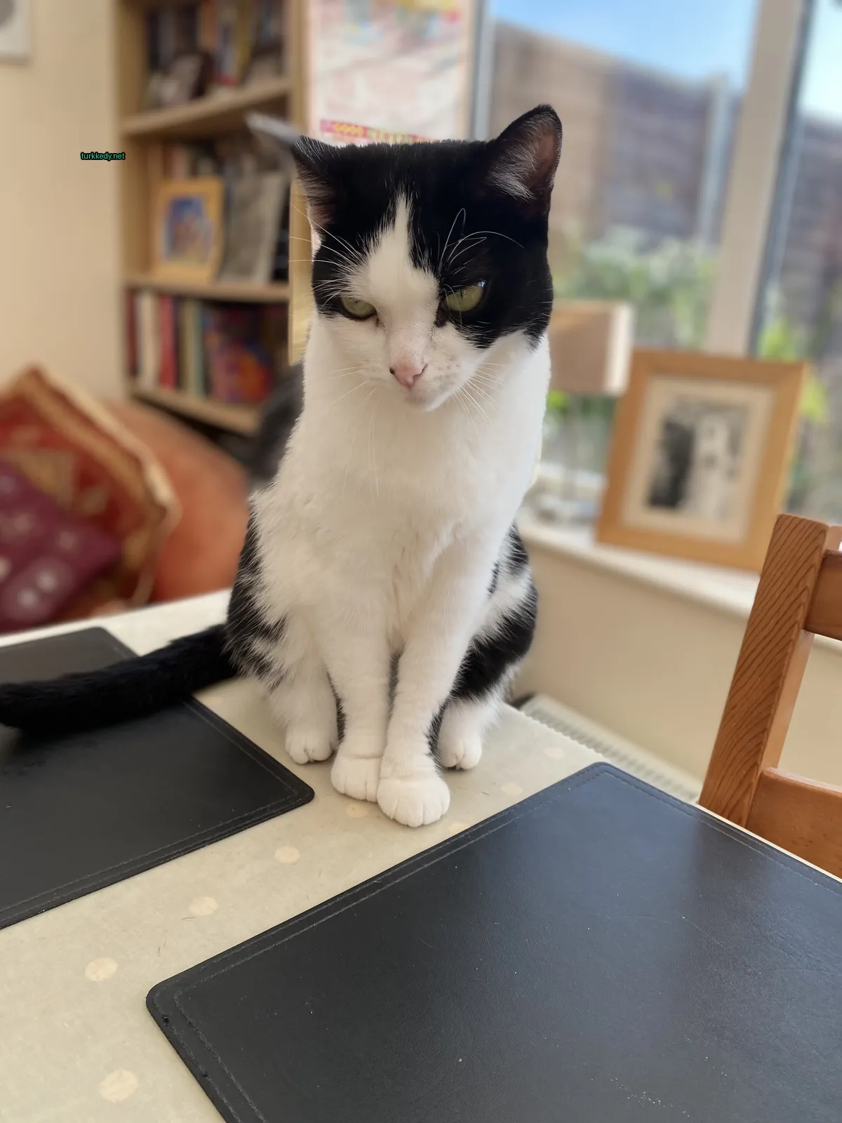 Beyaz ve siyah bir kedi masa üzerinde oturuyor.