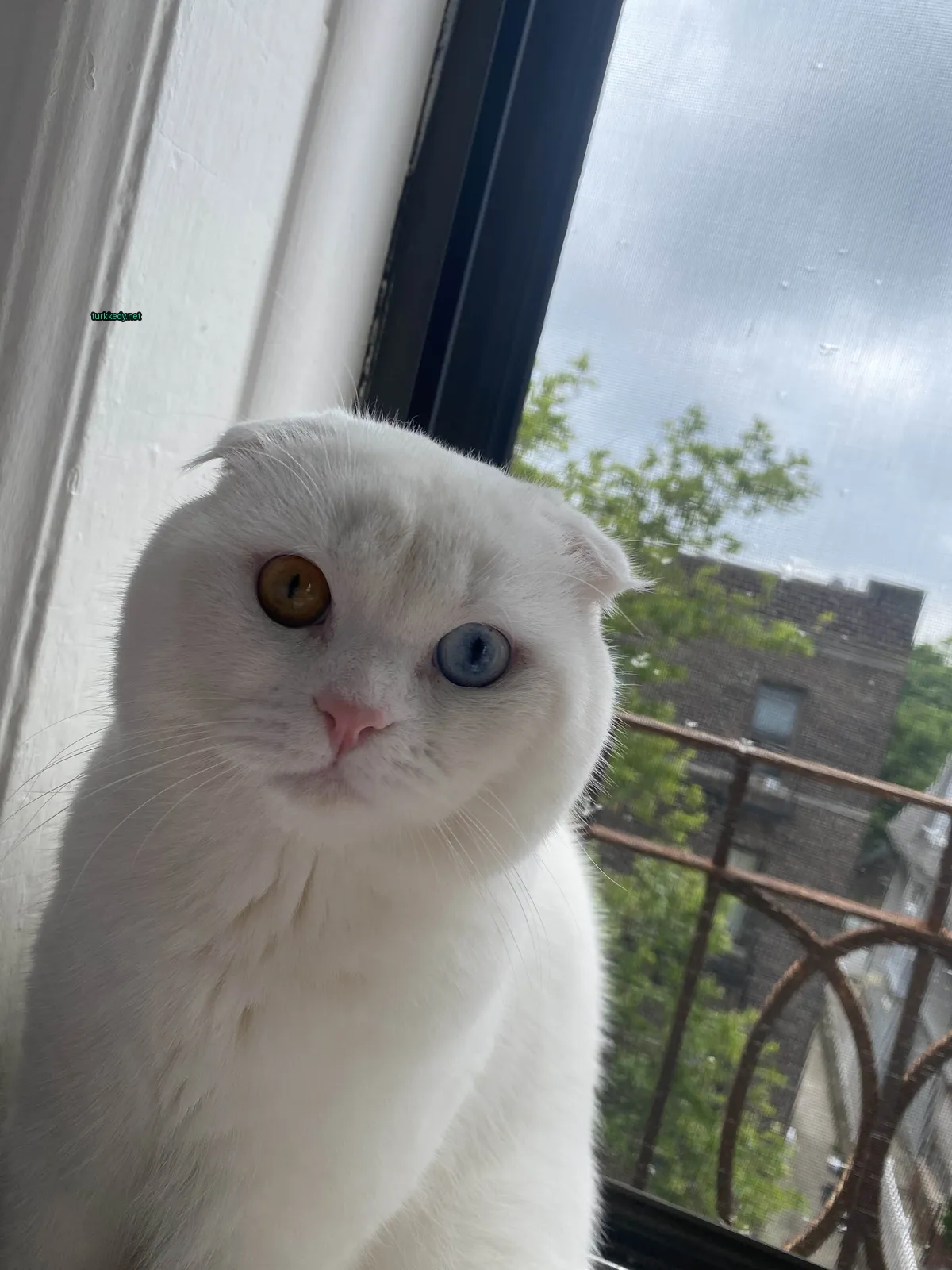 Beyaz bir kedi mavi bir göz ve kahverengi bir gözle pencere kemerinde oturuyor.