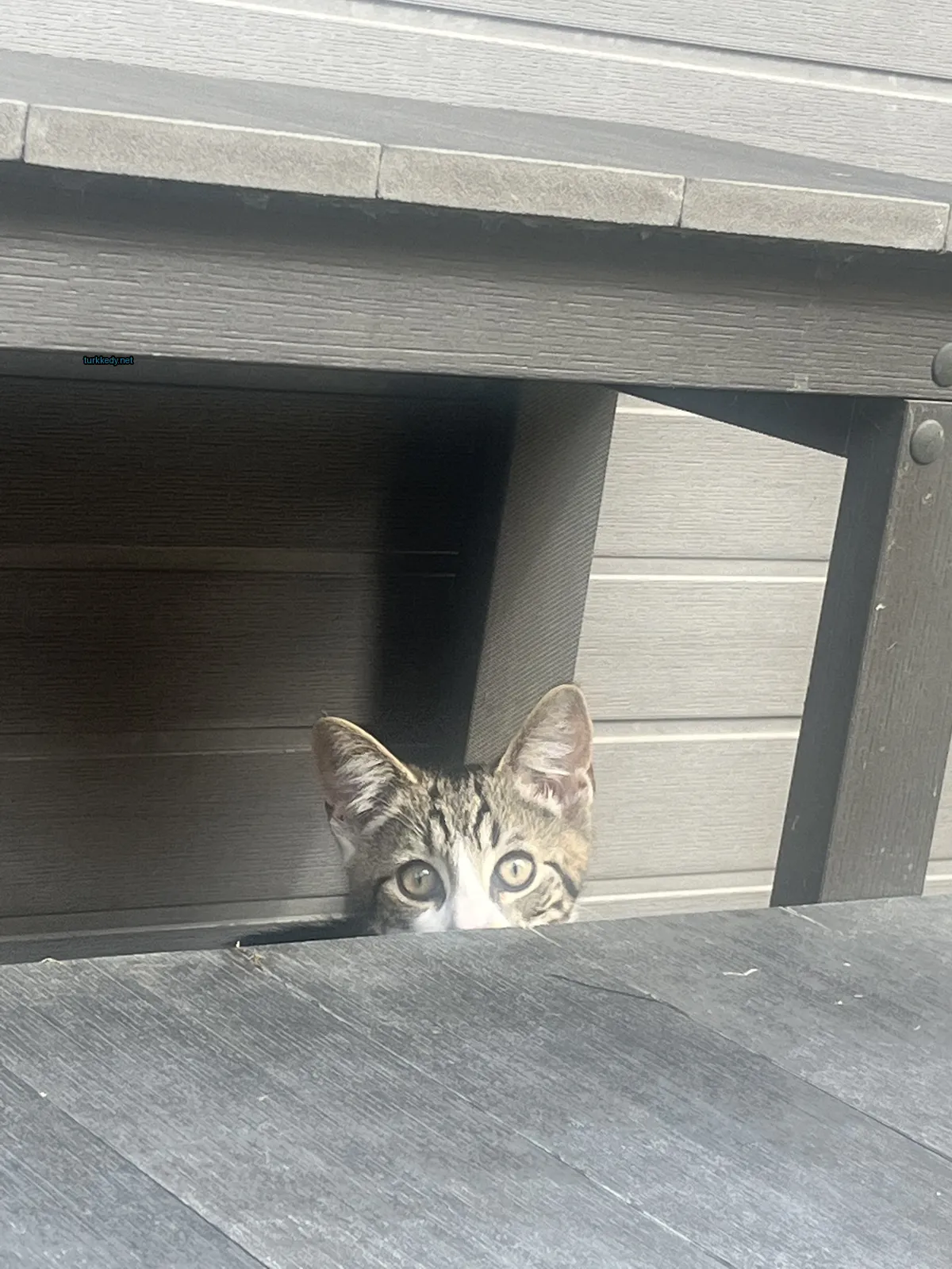 Bir masanın altından çıkan çizikli bir kedi.