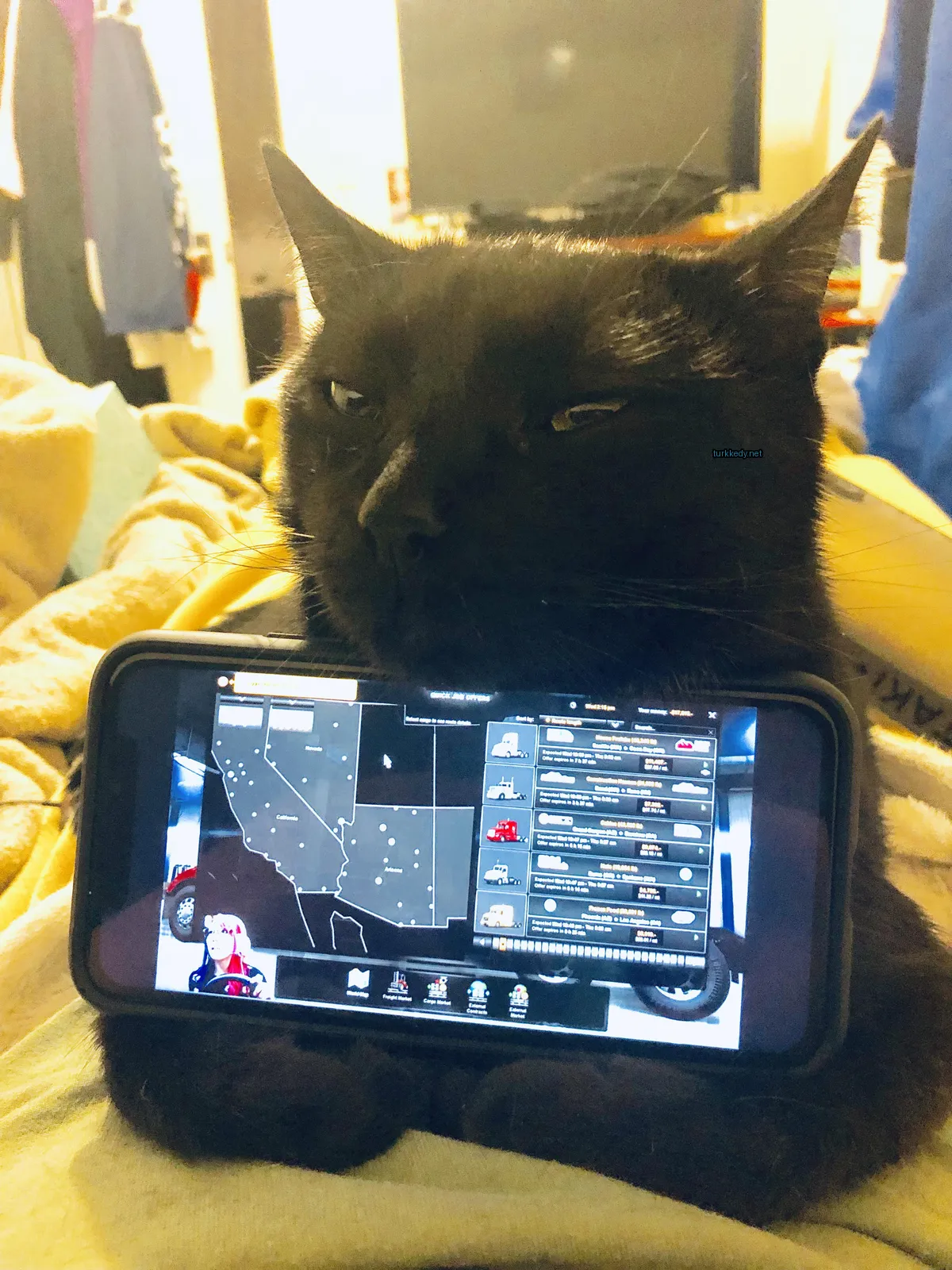 Siyah bir kedi beyaz göğüsleriyle yatan bir yatakta telefoni ağzında yatıyor.