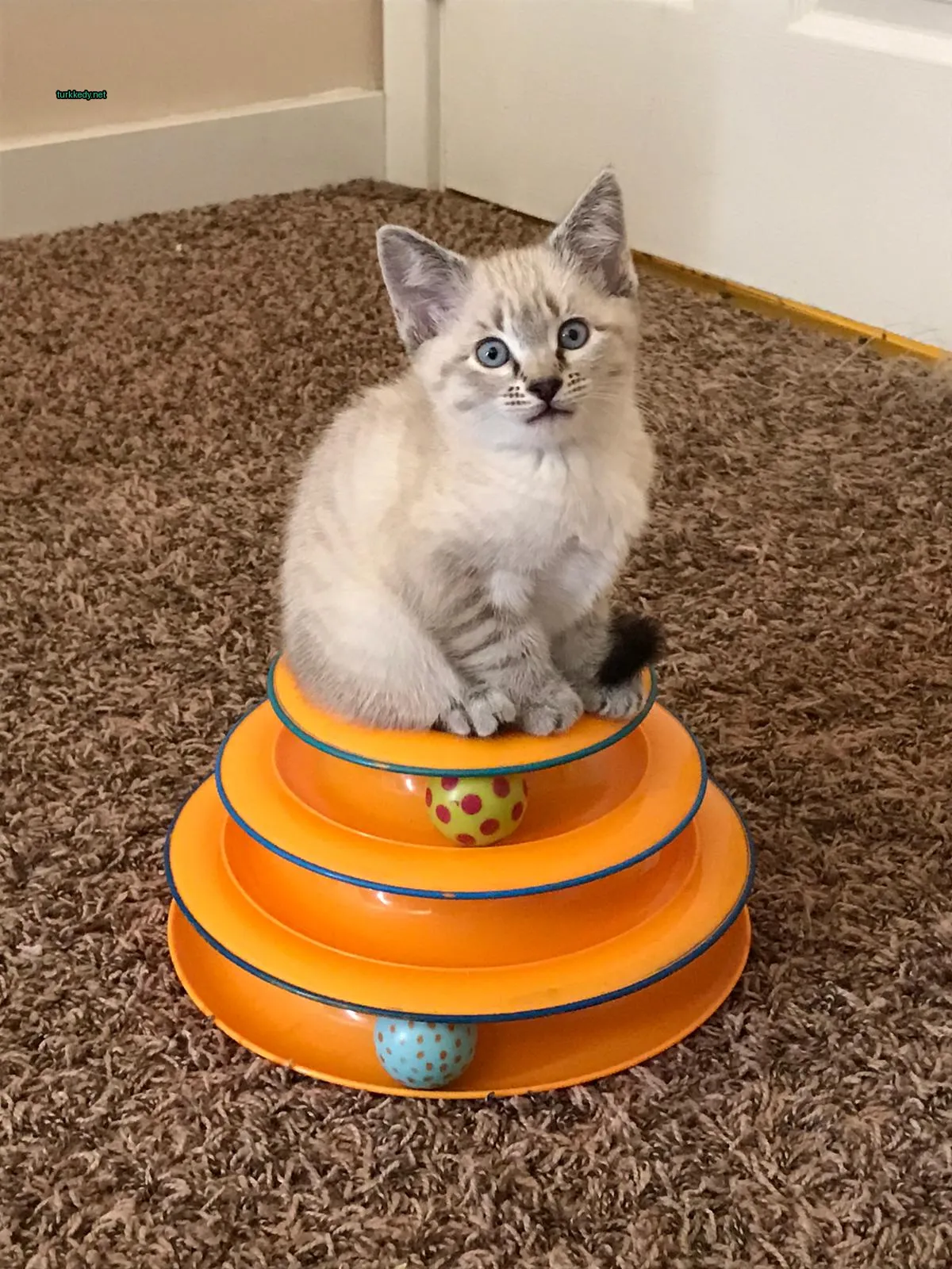 Beyaz, gri ve siyah bir kedi, plastik tabakların üzerinde oturuyor.