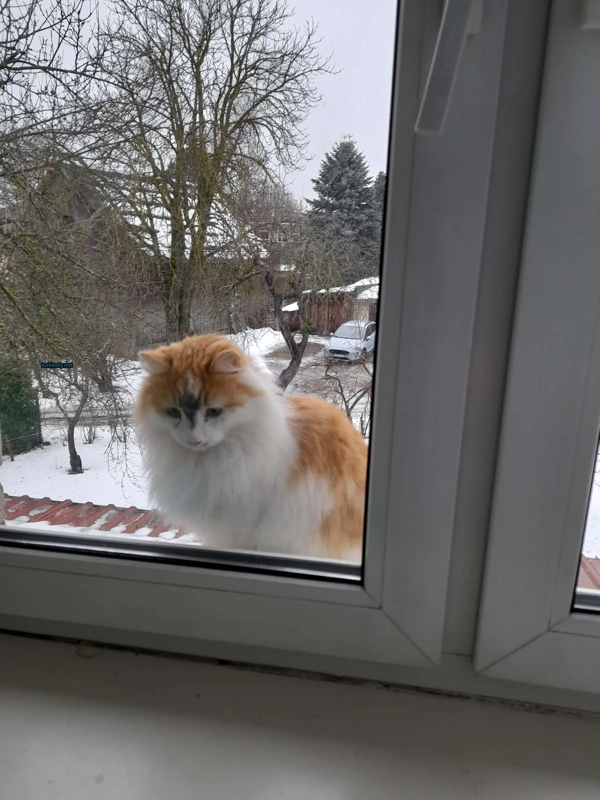 Pembe ve beyaz bir kedi pencerede oturmaktadır.