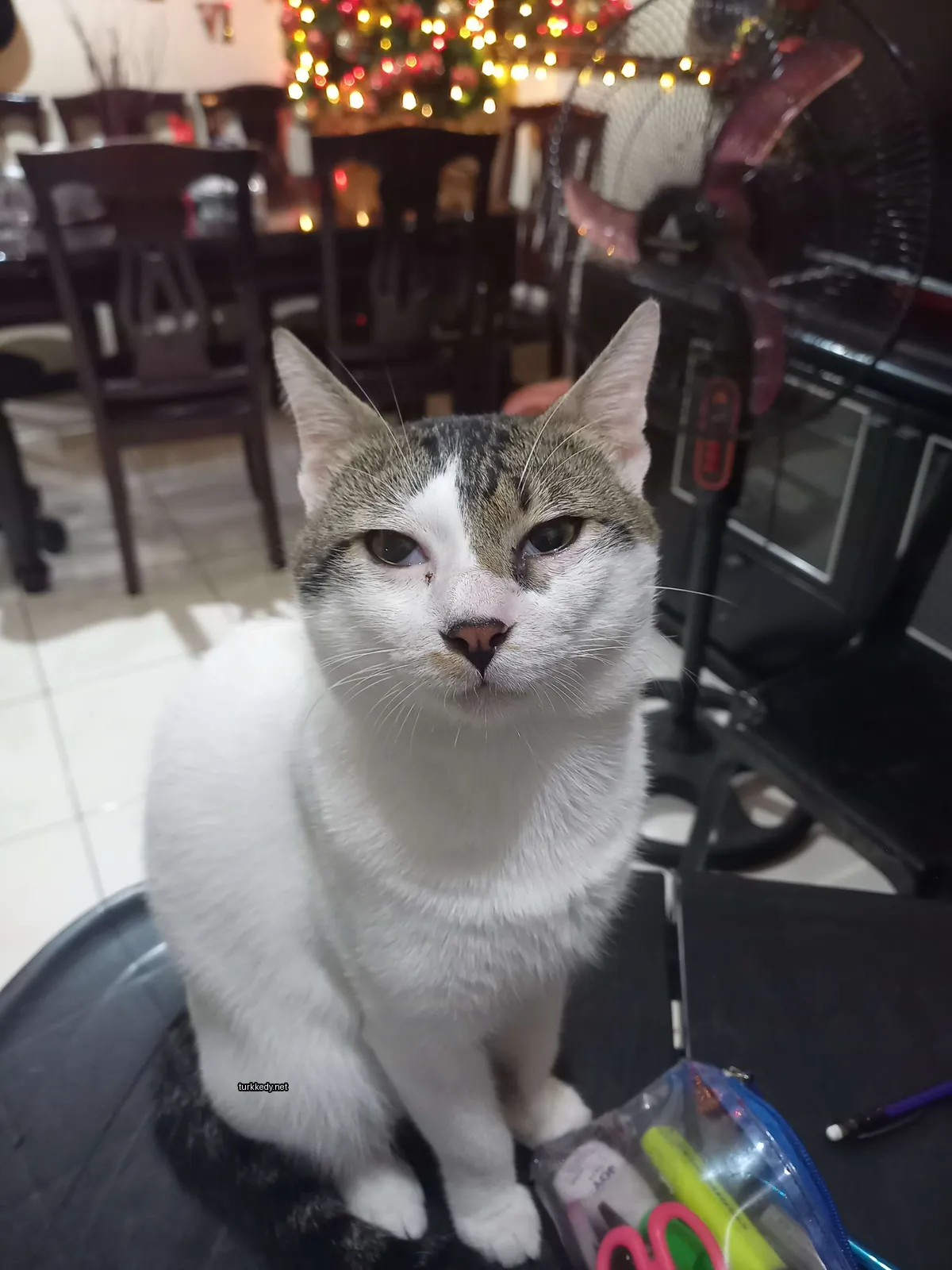 Beyaz ve kahverengi bir kedi masa üzerinde oturuyor.