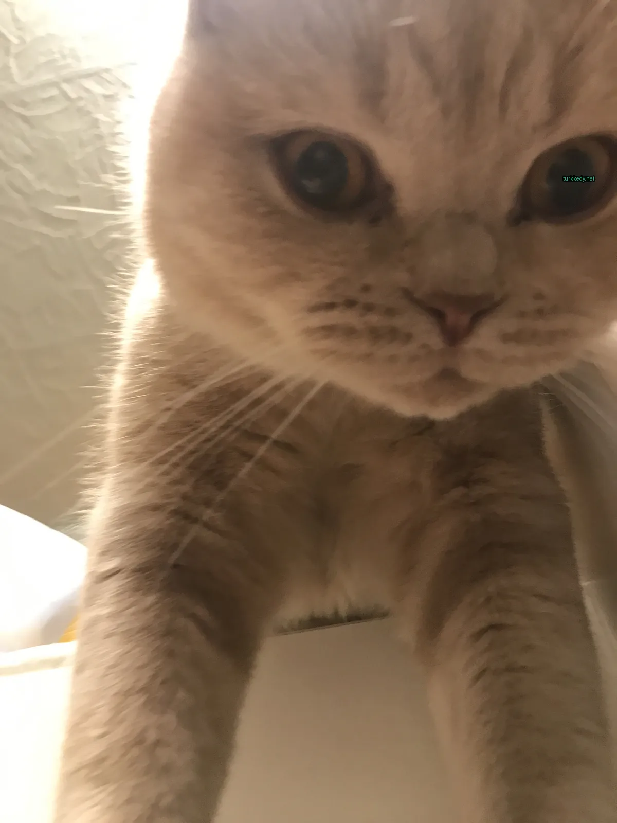 Beyaz ve kahverengi bir kedi beyaz bir counter üzerinde beyaz bir tüy ile duruyor.