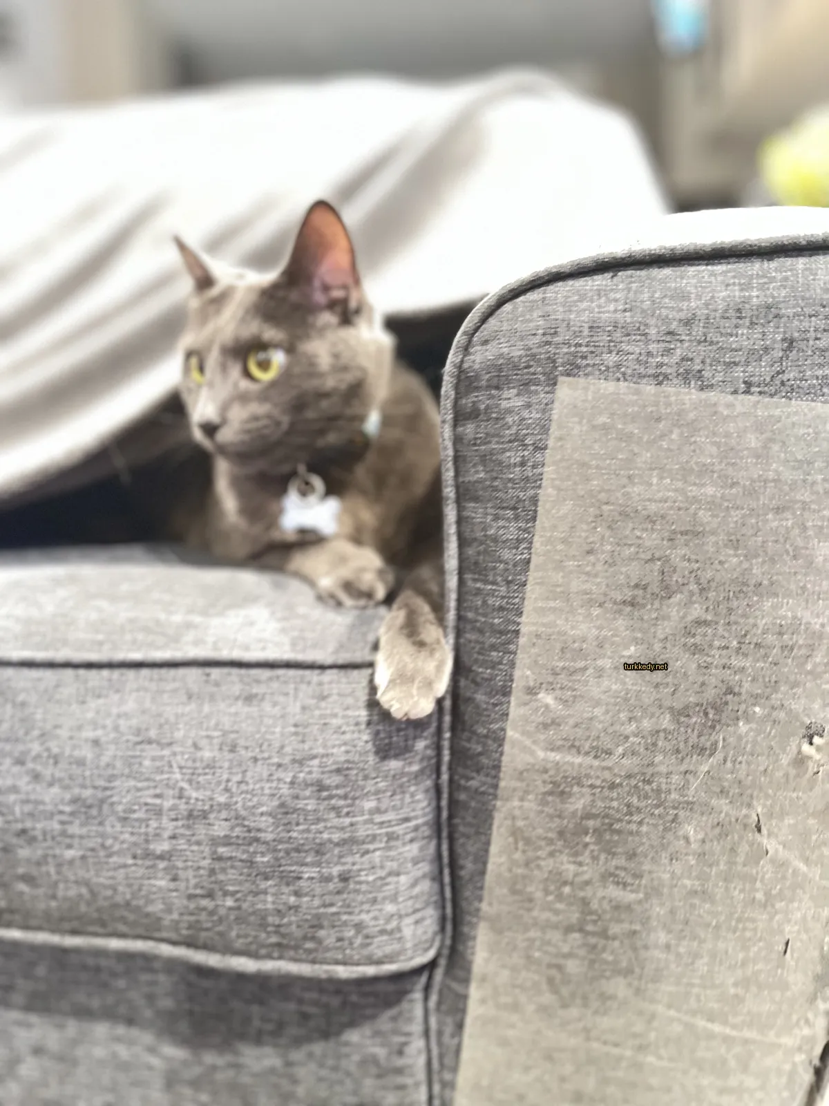 Gri bir kedi, beyaz bir kemerle bir sofa üzerinde oturuyor.