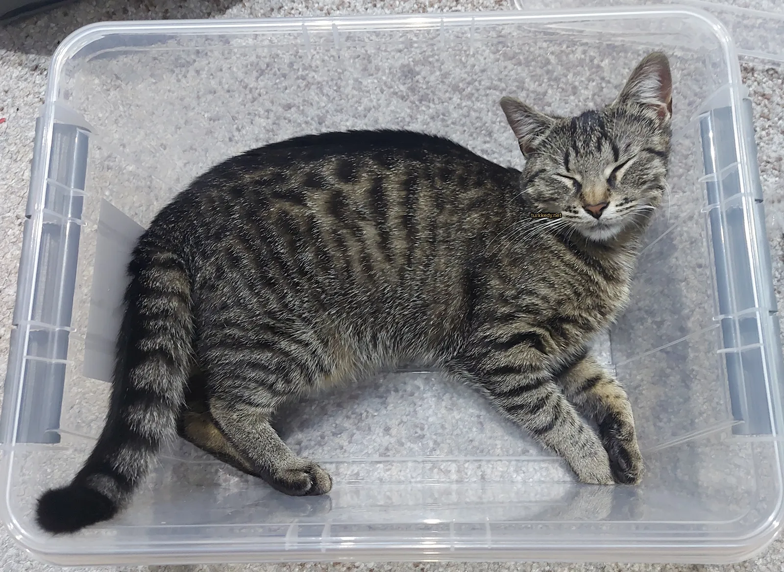 Bir çizgili kedi bir plastik kutuda yatıyor.