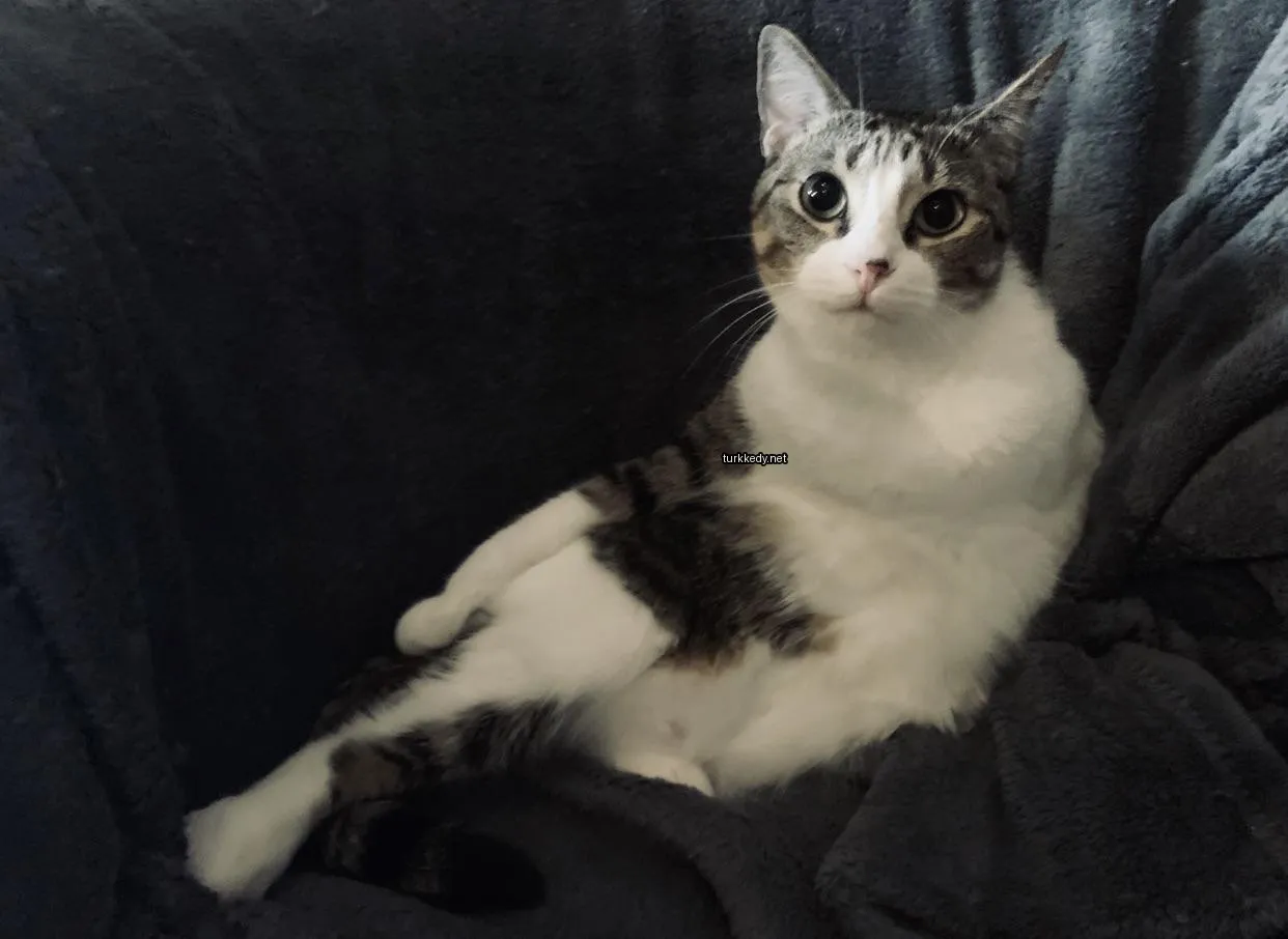Beyaz ve kahverengi bir kedi bir sofa üzerinde oturuyor.