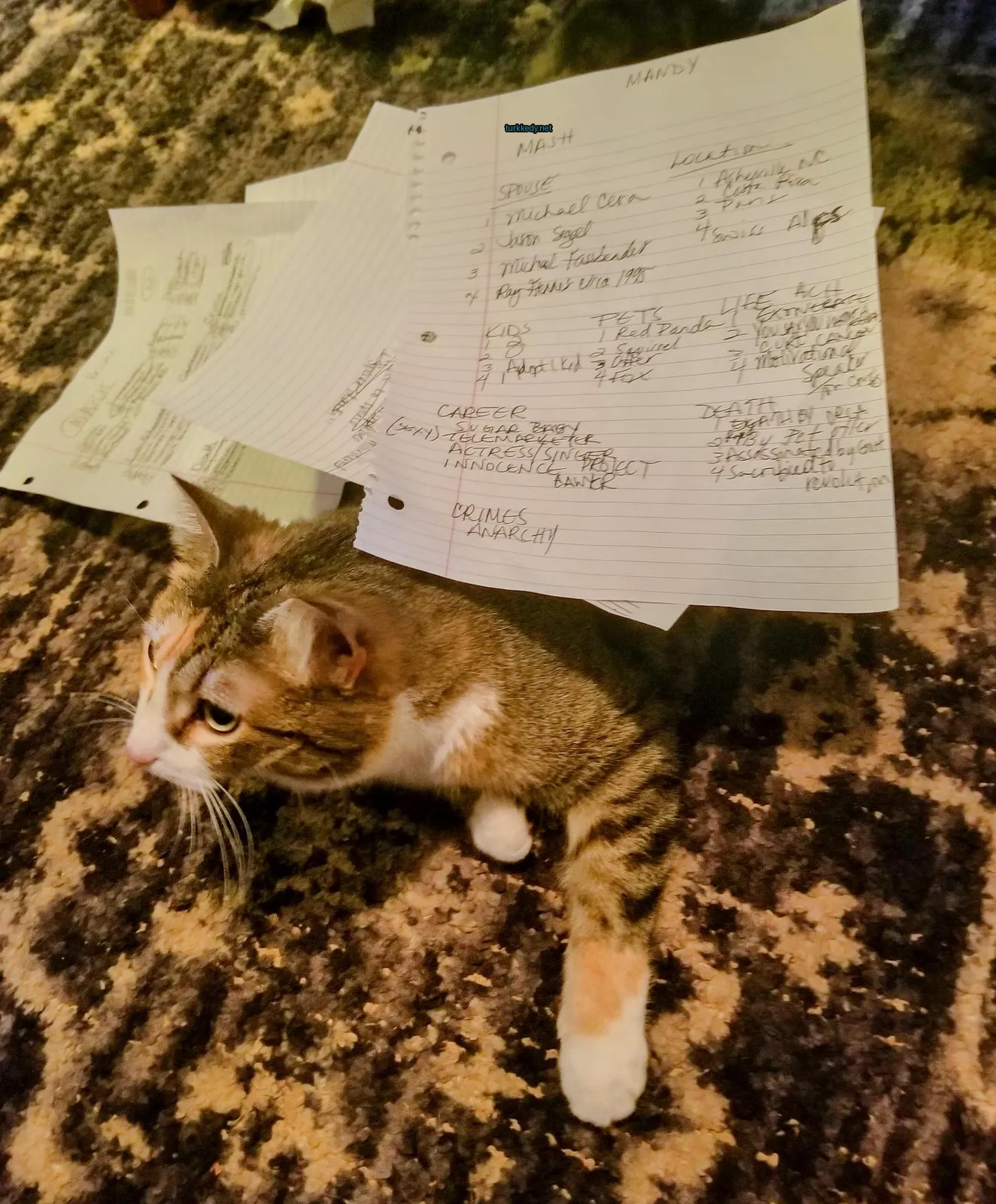 Koyu ve beyaz bir kedi bir kumaşın önünde bir kâğıt yığını önünde oturuyor.
