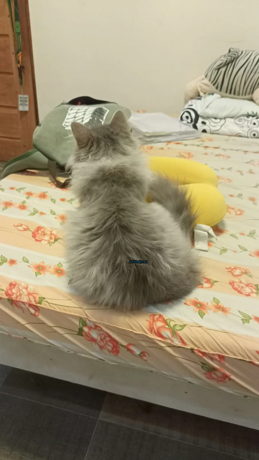 Beyaz ve gri bir kedi yatağın üzerinde oturuyor.