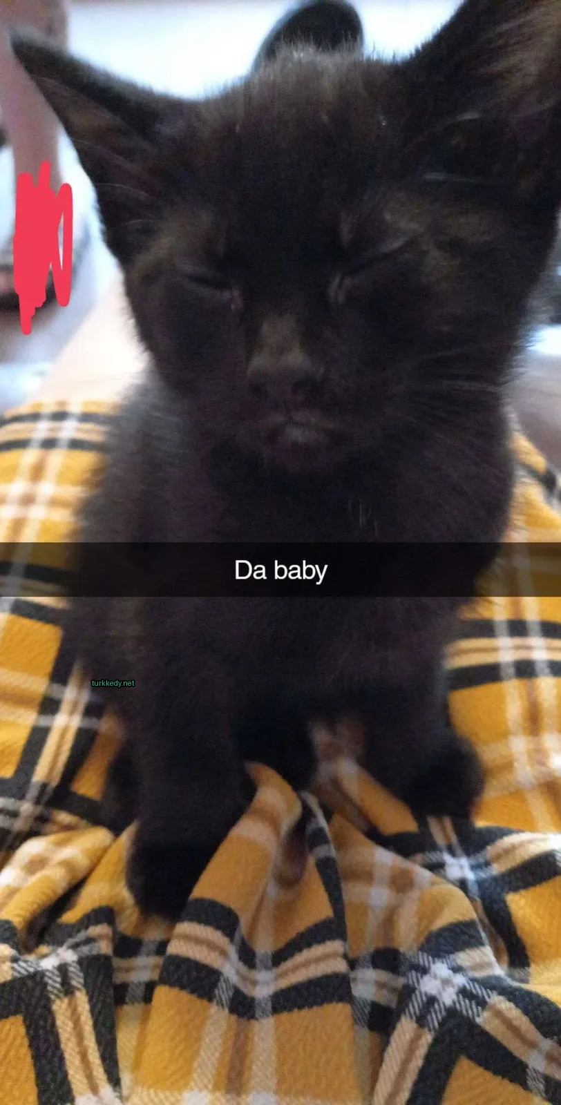 Siyah bir kedi sarı plakli bir battaniyede.