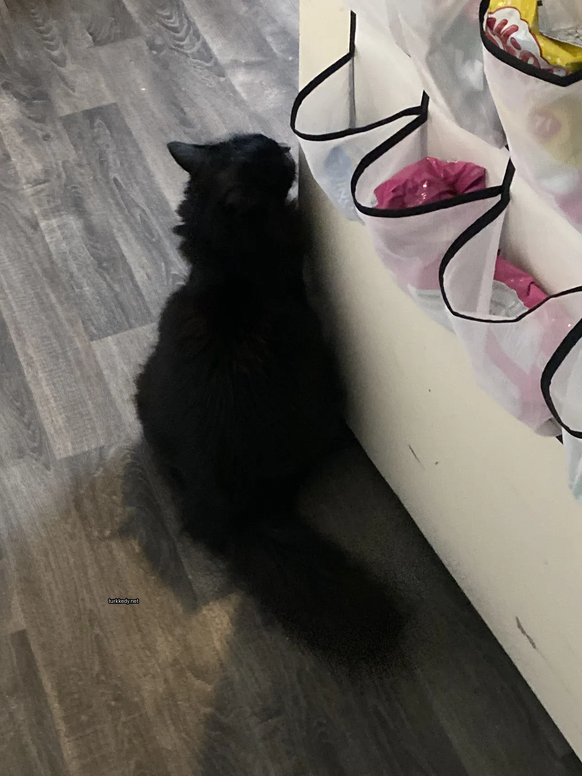 Siyah bir kedi beyaz göğüs ve kuyruğu ile zemine oturuyor.