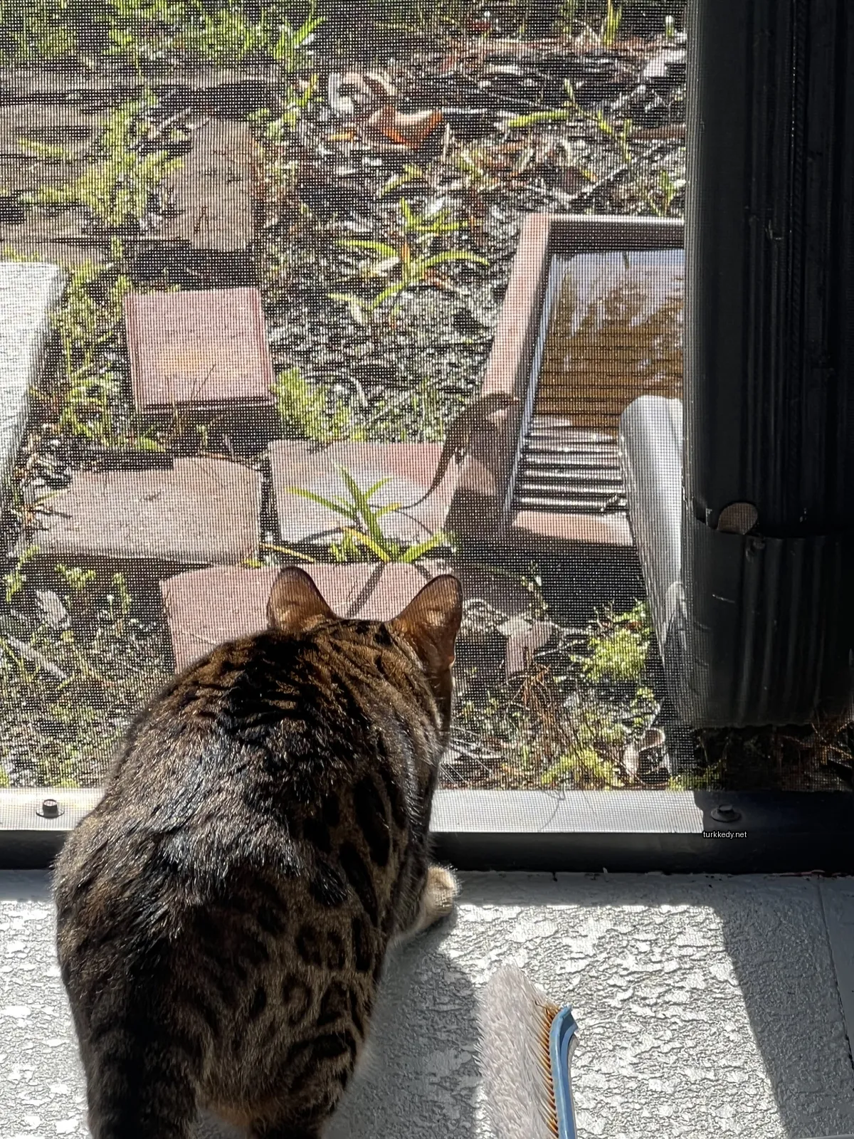 Siyah ve beyaz bir kedi pencerede oturuyor.