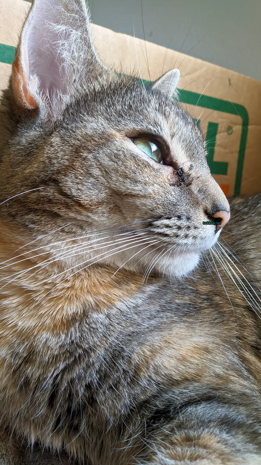 Köpek diş fırçasıyla oynayan bir kedi.