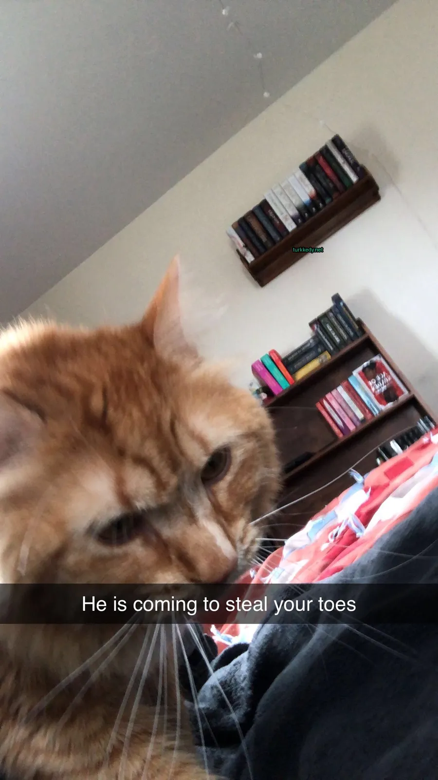 Kırmızı bir kedi beyaz bir yüzü olan bir yatakta oturuyor.