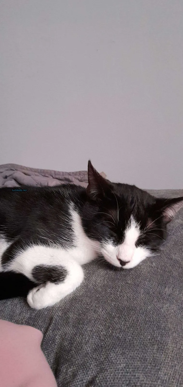 Siyah ve beyaz bir kedi bir sofa üzerinde yatıyor.