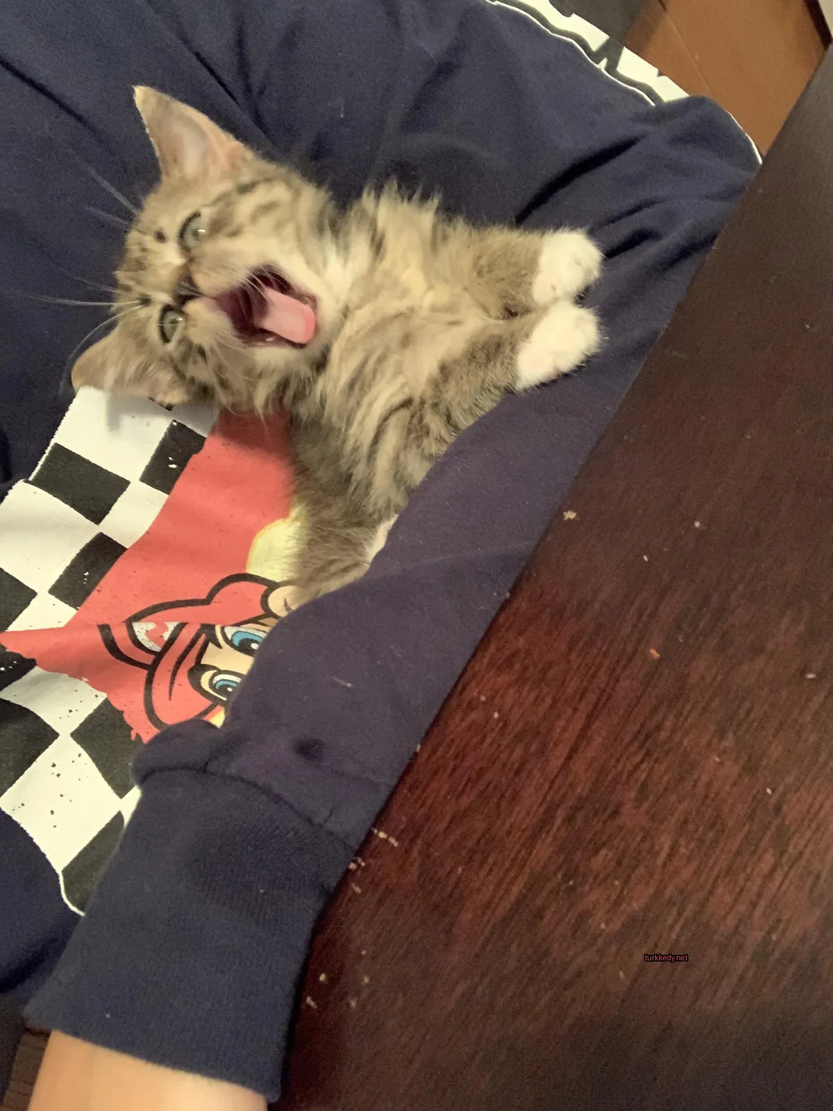 Kırmızı ve siyah renkte bir gömlek giyen küçük bir kedi.