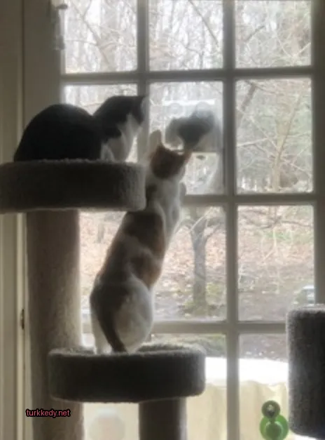 Beyaz ve kahverengi desenli bir kedi kedi ağacına tırmanıyor.