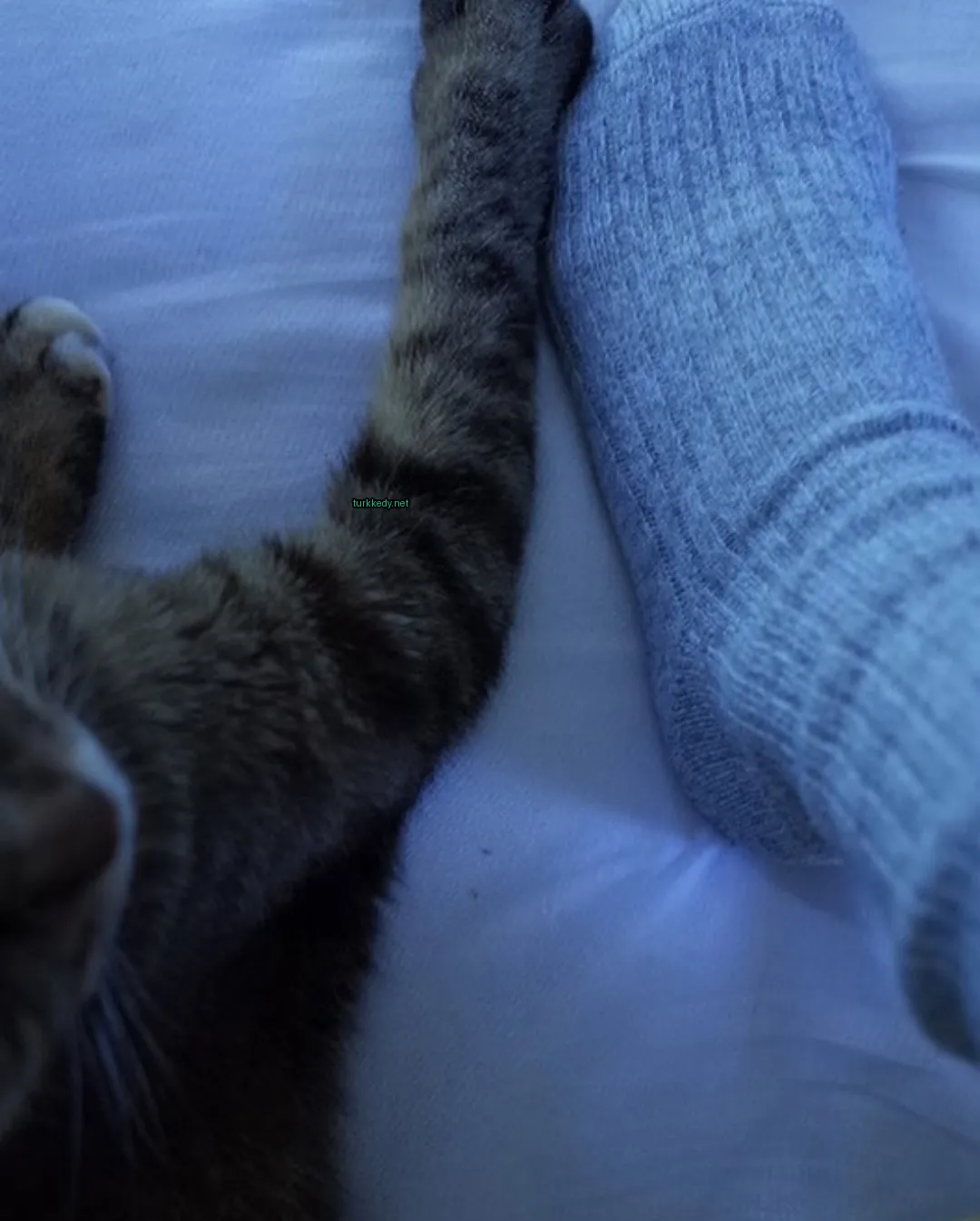 Bir kedi yatakta bir kişinin ayağı ile yan yana yatıyor ve bir yeşil etiketli kulaklı bir çalıntı kedi.