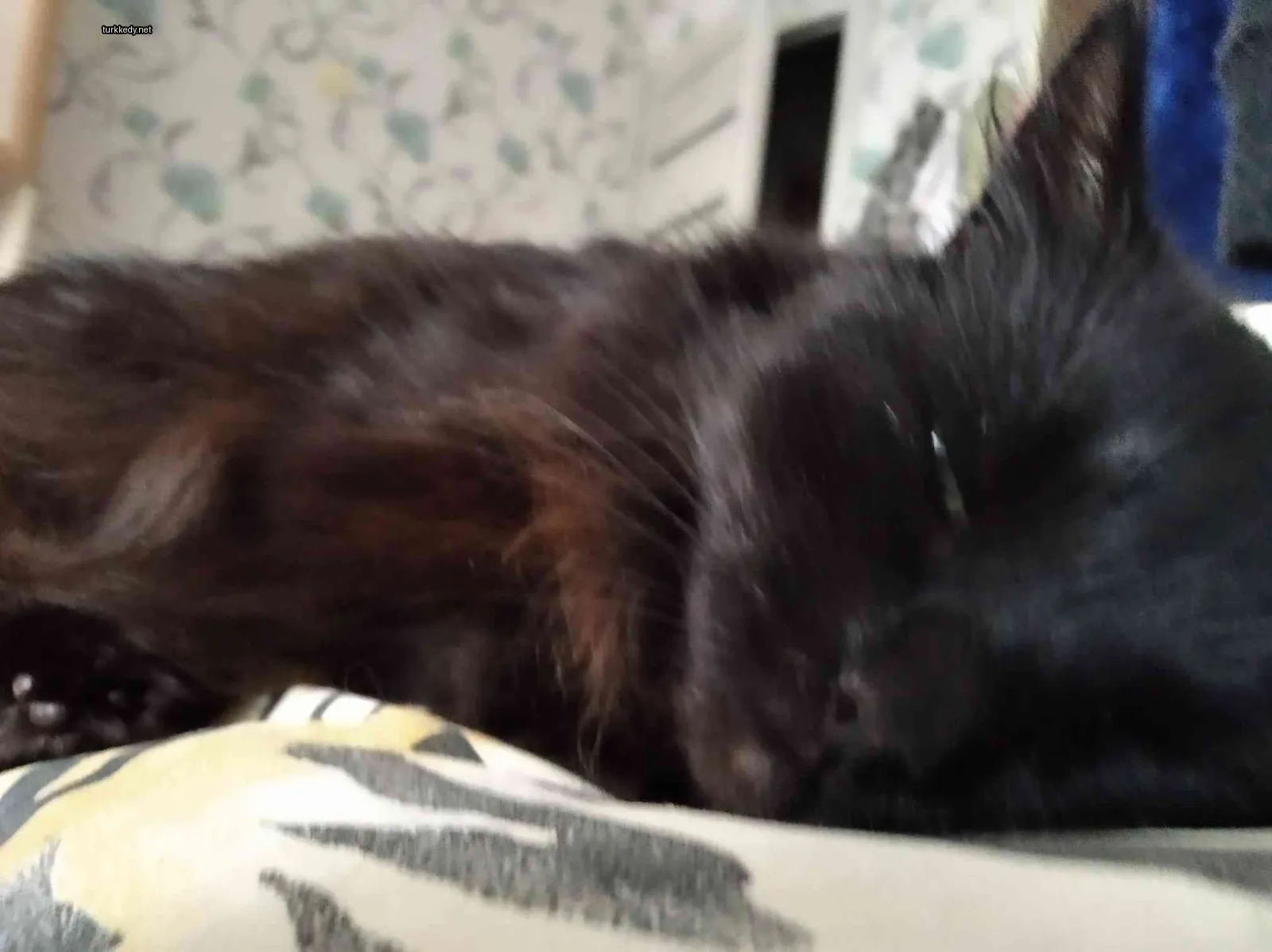Siyah bir kedi, bir çiçekli desenli yatakta yatıyor.