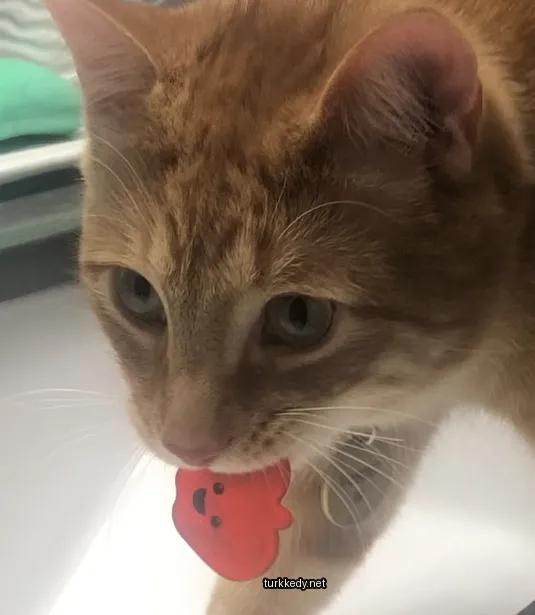 Koyu kahverengi ve beyaz bir kedi, kırmızı bir etiketli.