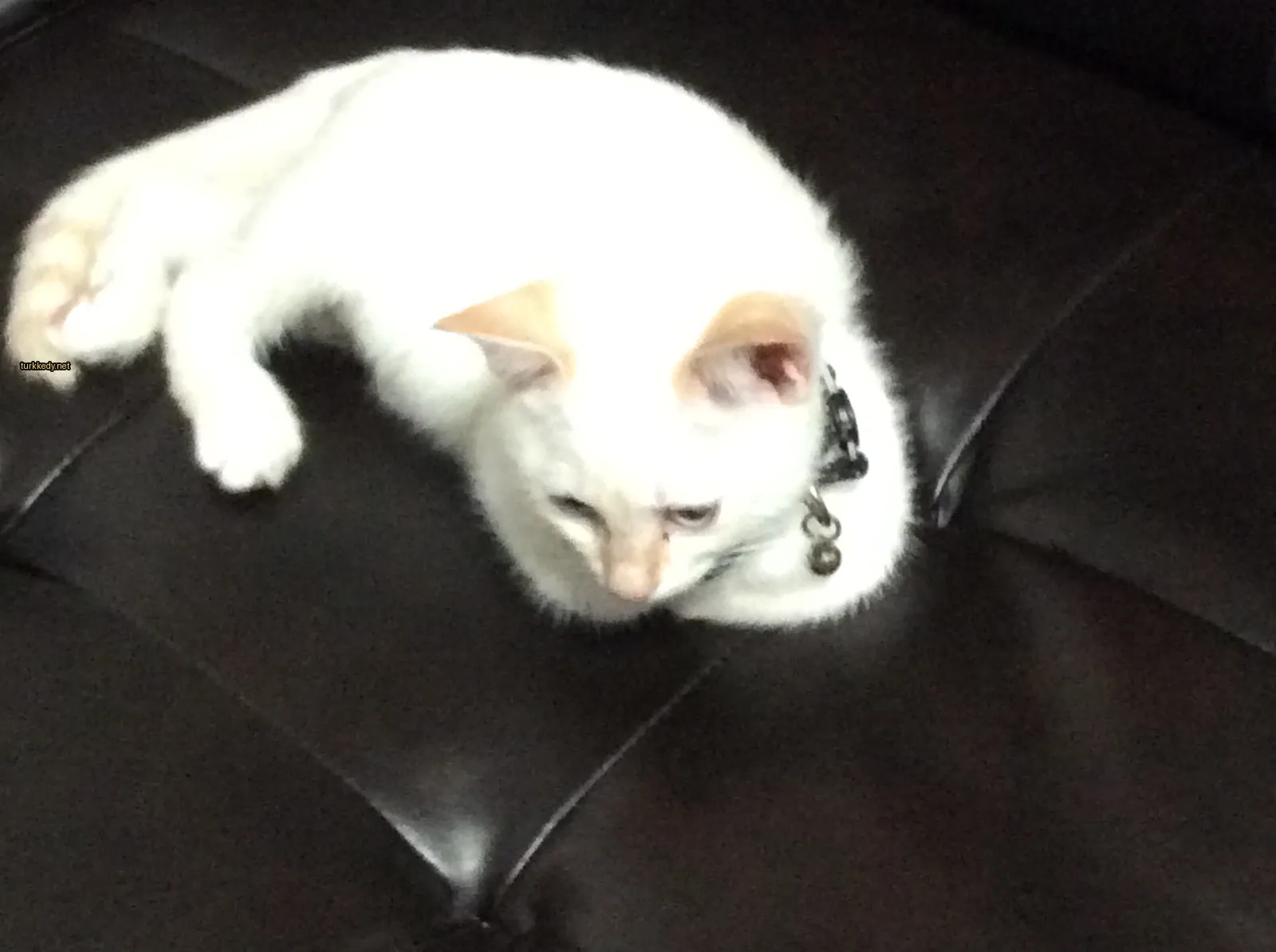 Beyaz bir kedi, siyah bir kemerle koltukta yatıyor.