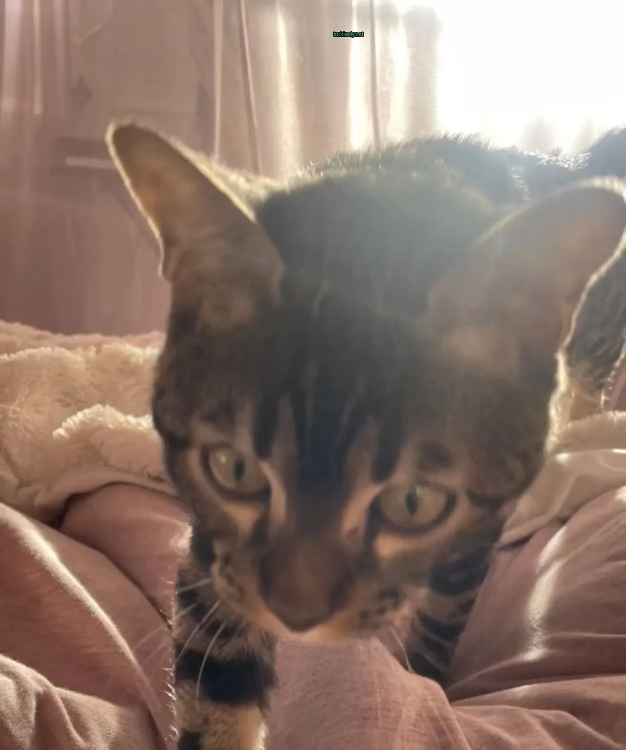 Siyah ve beyaz bir kedi, çizgili desenli, bir yatakta yürüyor.