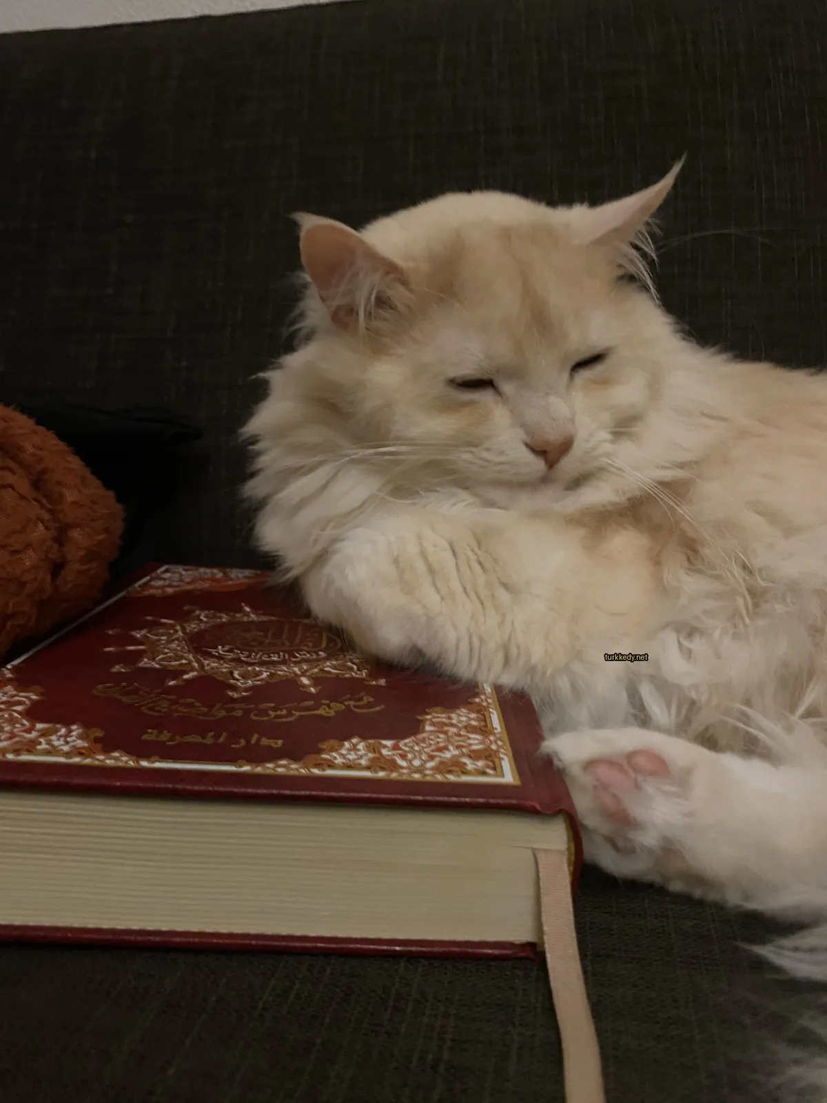 Beyaz bir kedi, başındaki kahverengi lekeyle birlikte bir kitabın üzerinde yatıyor.