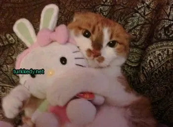 Kahverengi ve beyaz bir kedi, pink bir burun ve Hello Kitty oyuncakları var.
