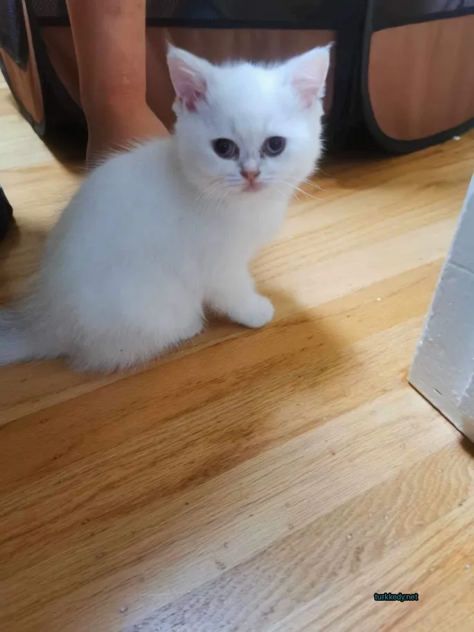 Beyaz bir kedi, siyah bir burun ile ahşap zeminde oturuyor.