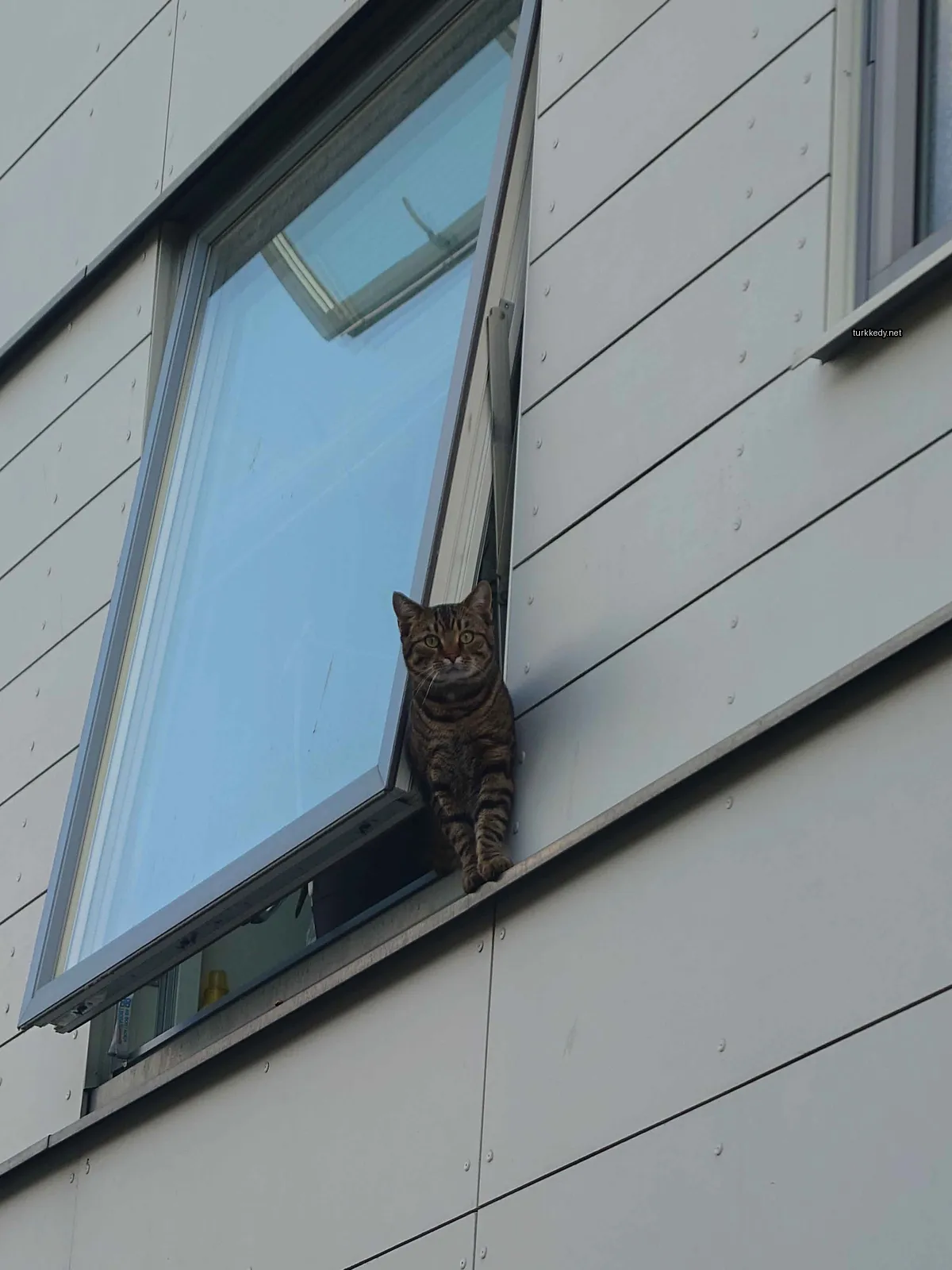 Bir çizgili kedi pencere kenarında oturuyor.