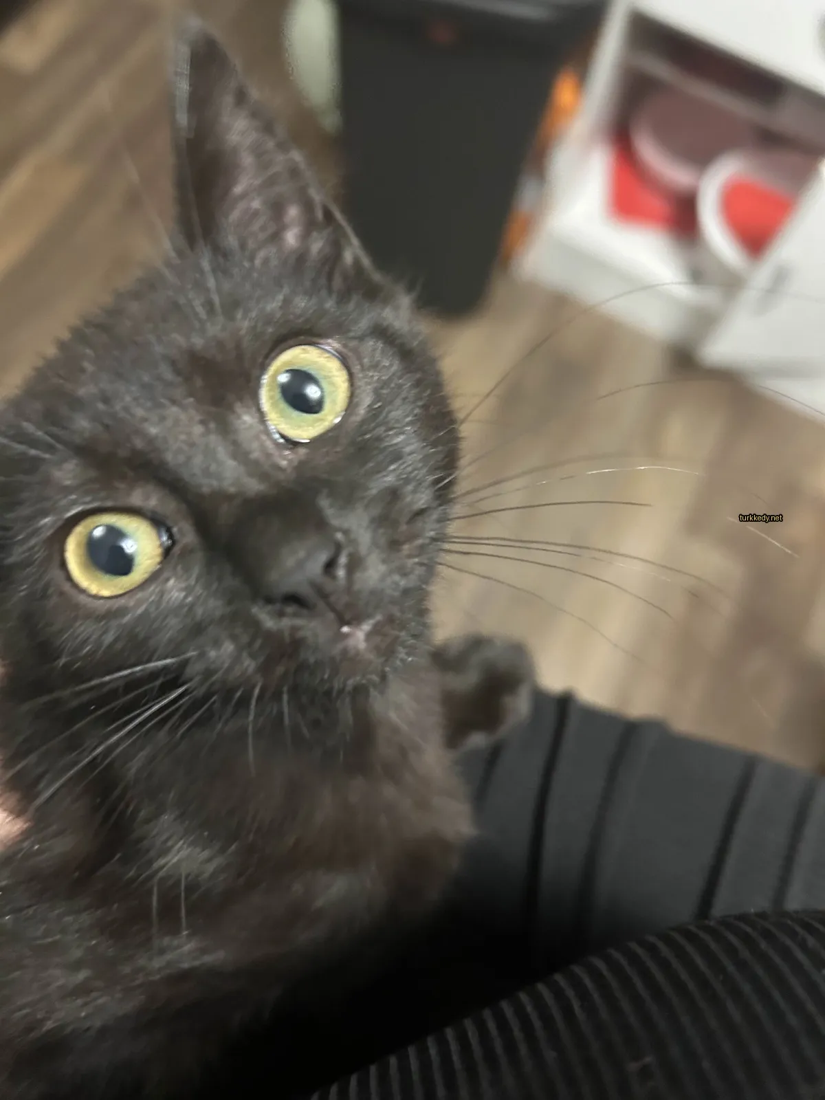 Siyah bir kedi, sarı gözleriyle bir insana tutuluyor.