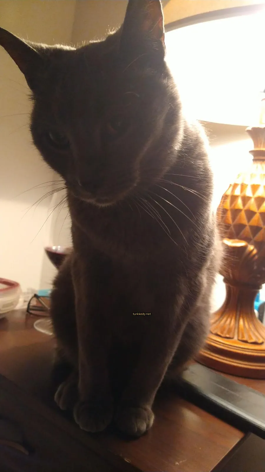Bir gri kedi bir masada oturuyor.