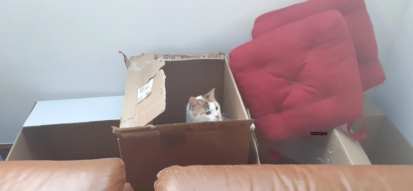 Kara kutuda beyaz yüzü ve turuncu tüylü bir kedi.