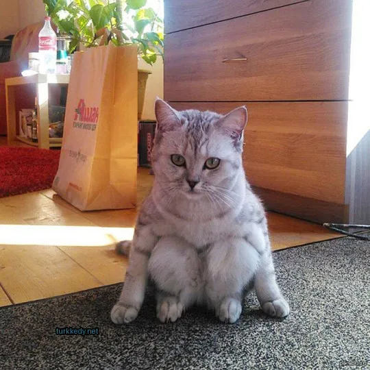 Gri ve beyaz bir kedi zemine oturuyor.