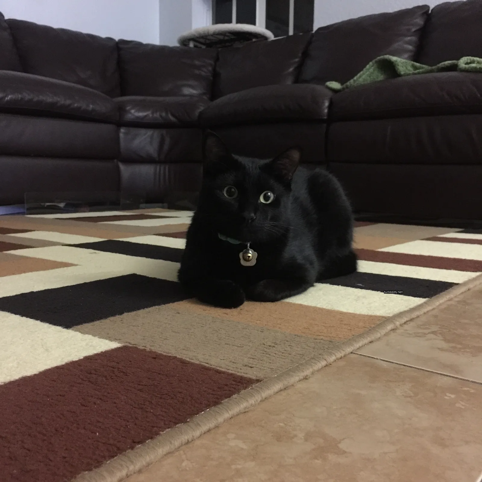 Siyah bir kedi, yeşil bir kemer taşıyor ve kahverengi ve beyaz bir halı üzerinde kahverengi bir sofa önünde oturuyor.