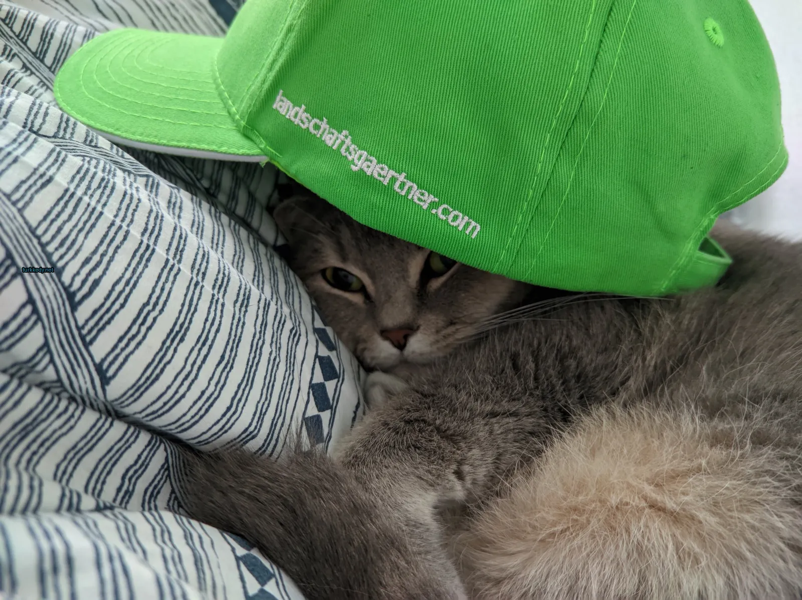 Beyaz bir kedi, yeşil bir şapkasıyla yatağında yatıyor.