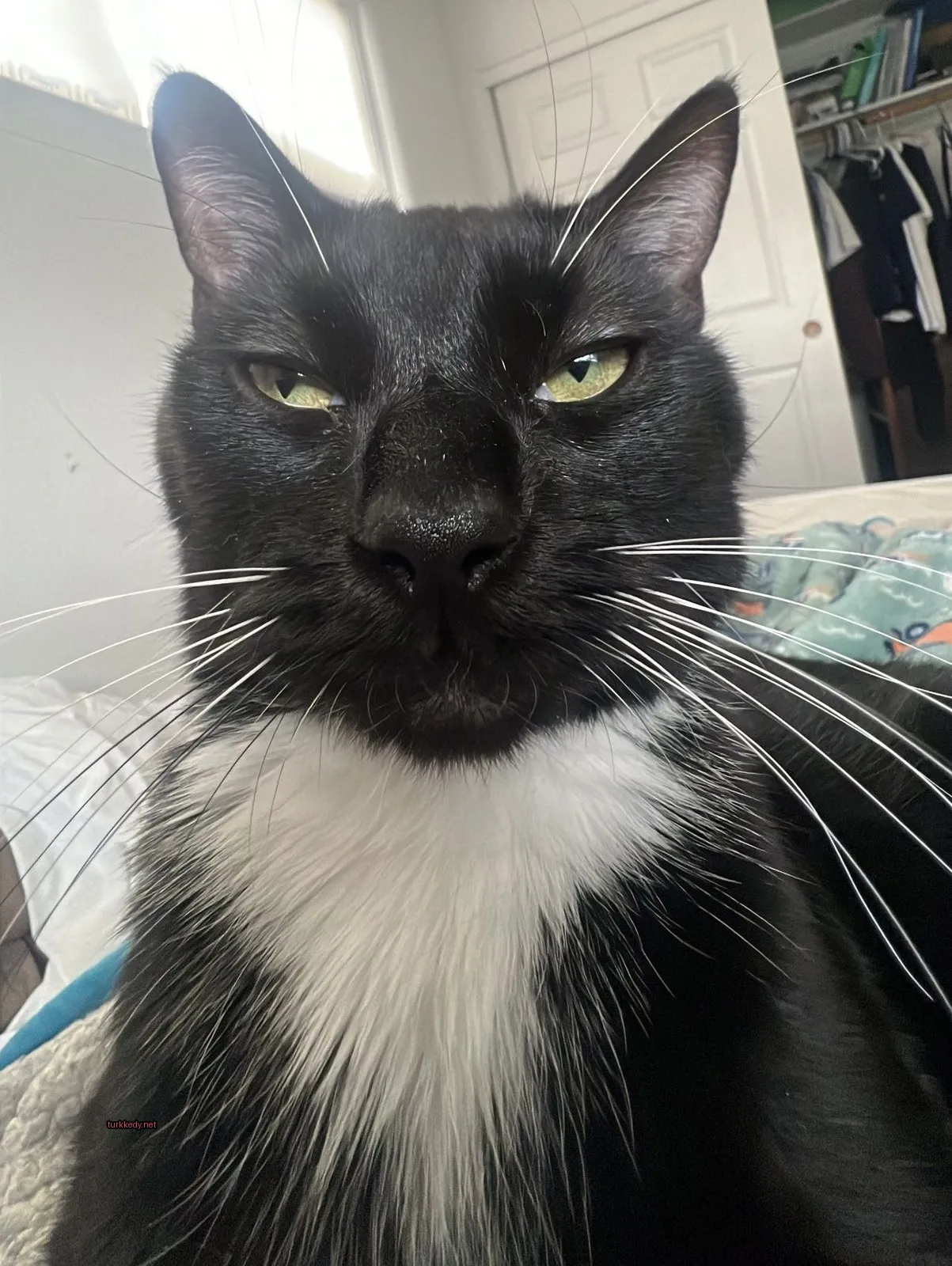 Siyah ve beyaz bir kedi yatağın üzerinde beyaz çeneli ve tüylü bir pozisyonda oturuyor.