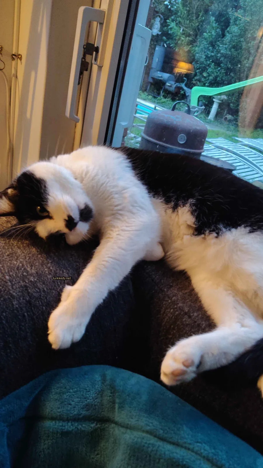 Siyah ve beyaz bir kedi bir sofa üzerinde yatıyor.