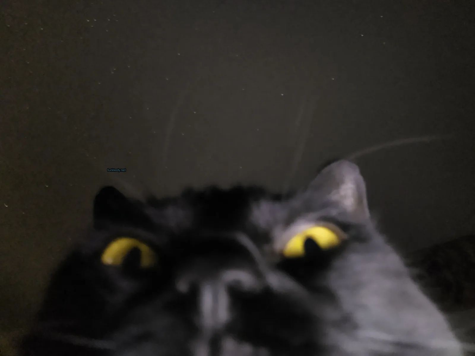 Siyah bir kedi, sarı gözleriyle kameralara bakıyor.