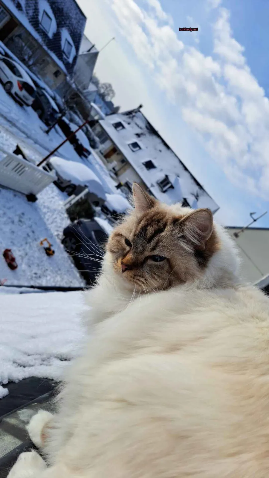 Beyaz ve kahverengi bir kedi karlı bir çatıda oturuyor.