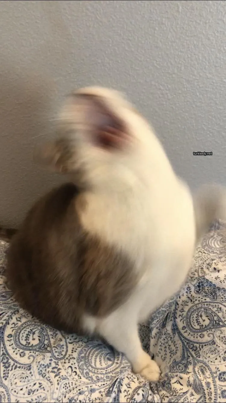 Gri ve beyaz bir püskürtüye sahip bir kedi yatakta oturuyor.