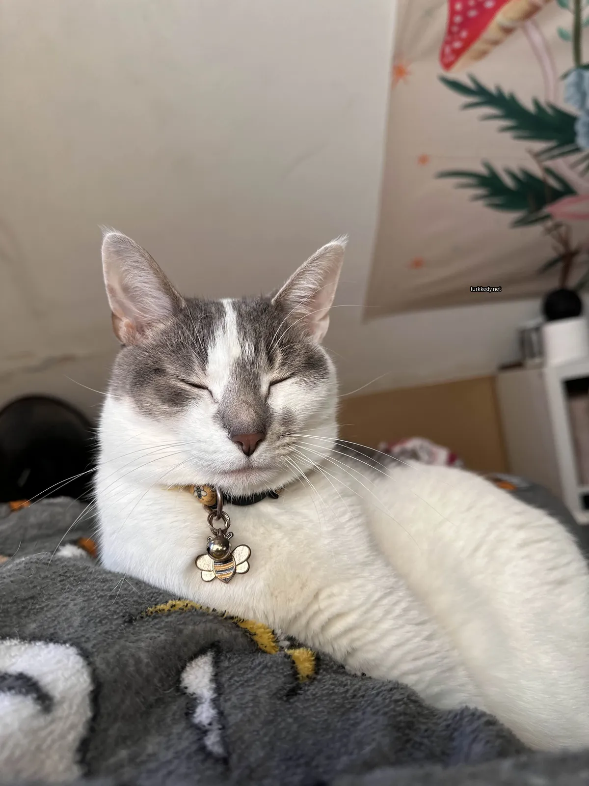 Beyaz ve gri bir kedi siyah bir kemerle yastık üzerinde yatıyor.