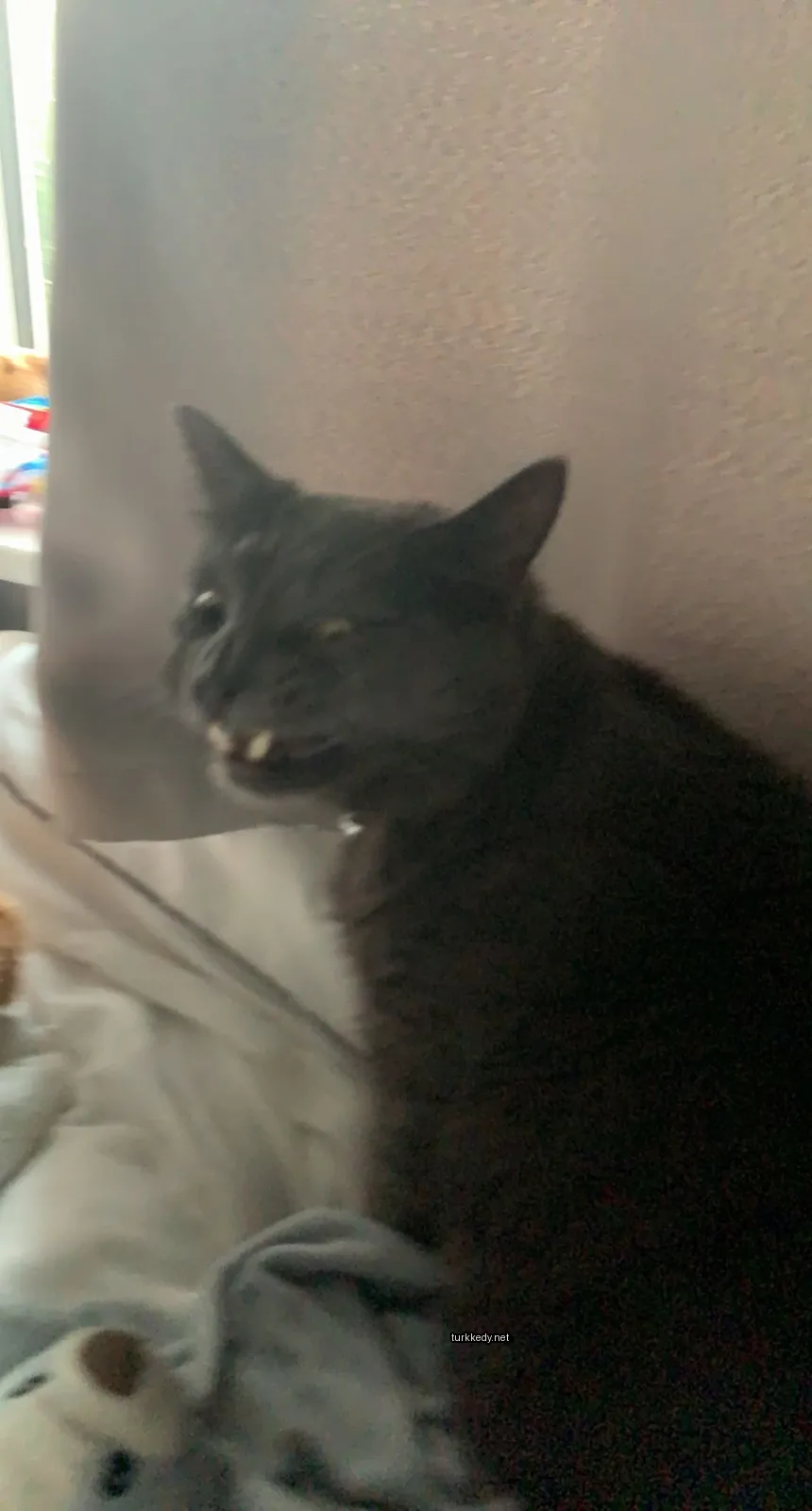 Siyah bir kedi beyaz çeneli ve dişli, yatakta oturuyor.