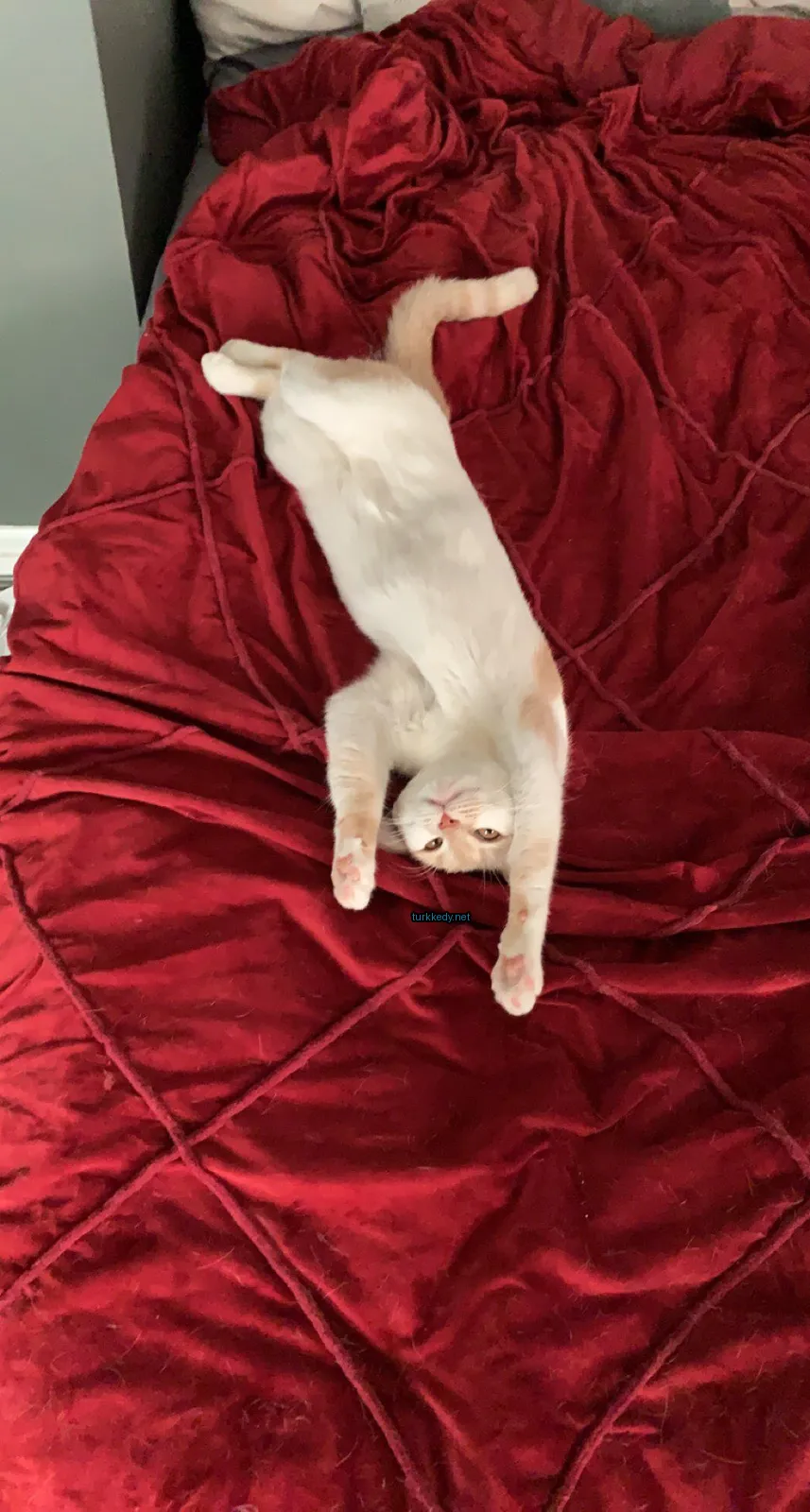 Beyaz ve turuncu bir kedi kırmızı bir bez üzerinde yatıyor.