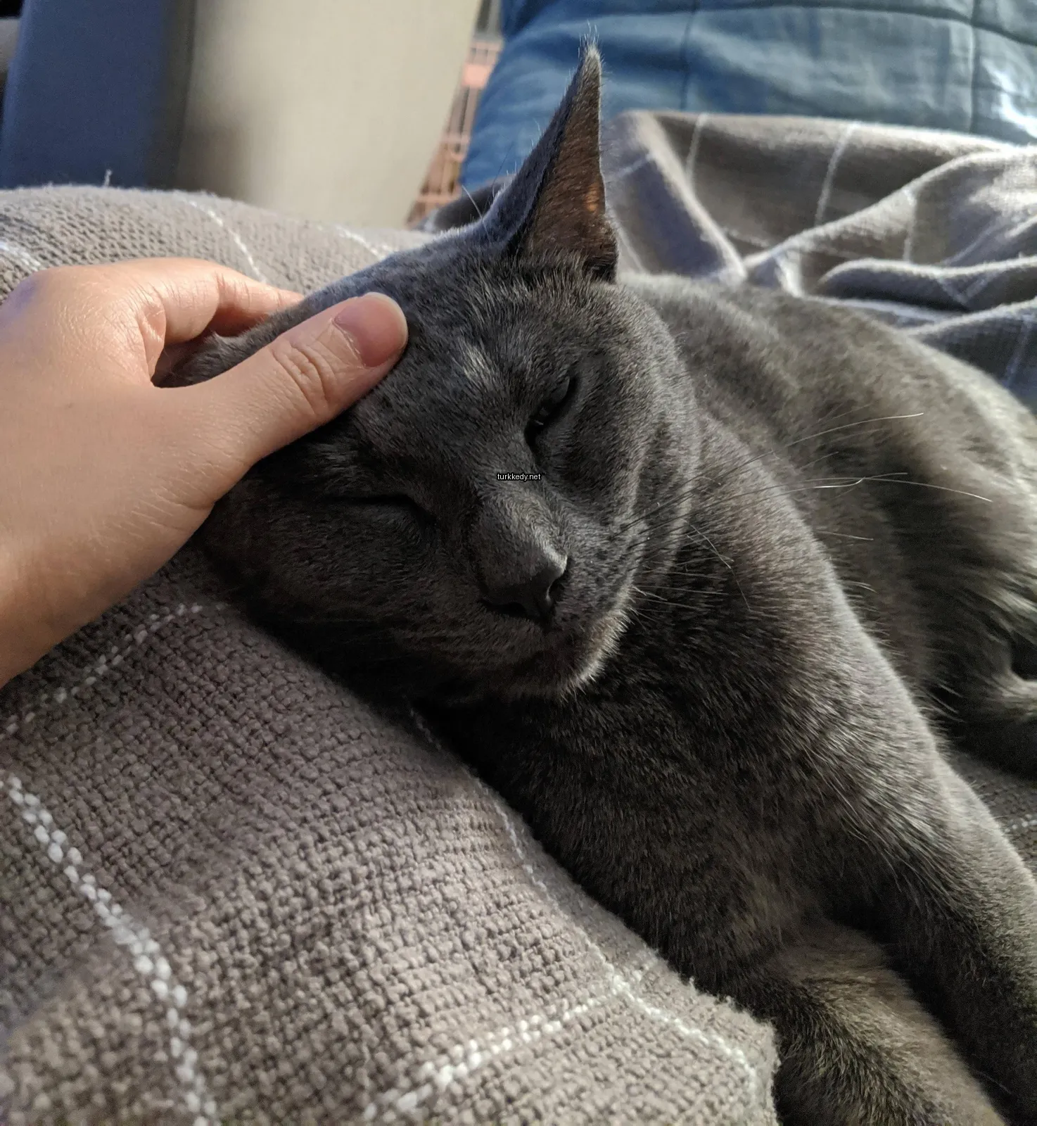 Bir gri kedi bir bezin üzerinde başını bir kişinin elinde yatıyor.