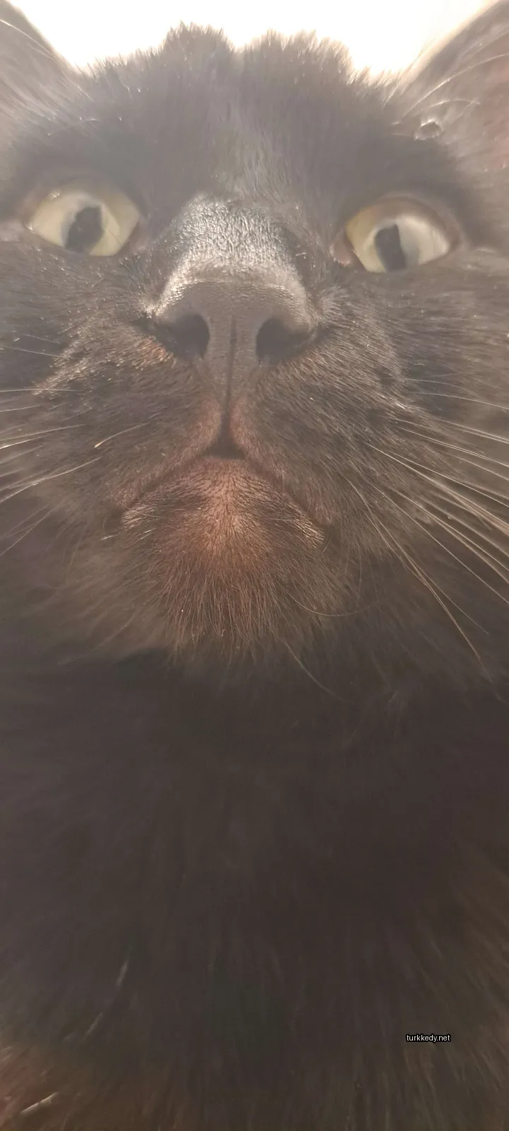 Siyah bir kedi, burun ve kaşları kahverengi olan, yukarı bakıyor.