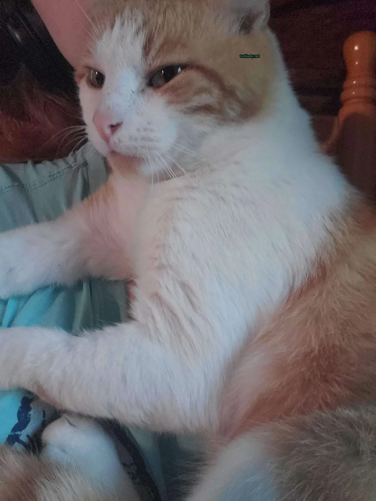 Beyaz ve turuncu bir kedi mavi bir minderin üstünde yatıyor.