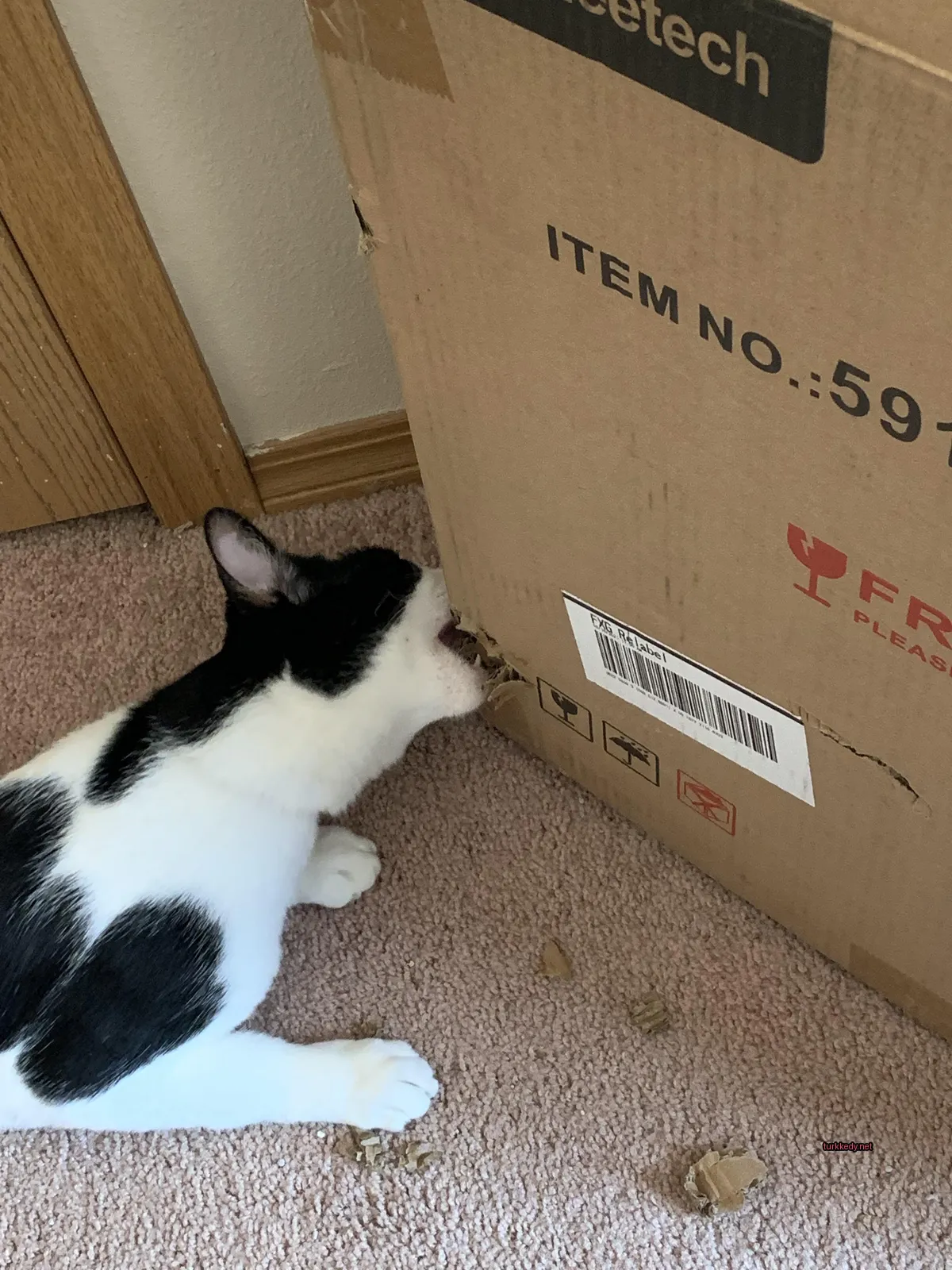 Siyah beyaz bir kedi bir kutunun yanında zemine yatıyor.